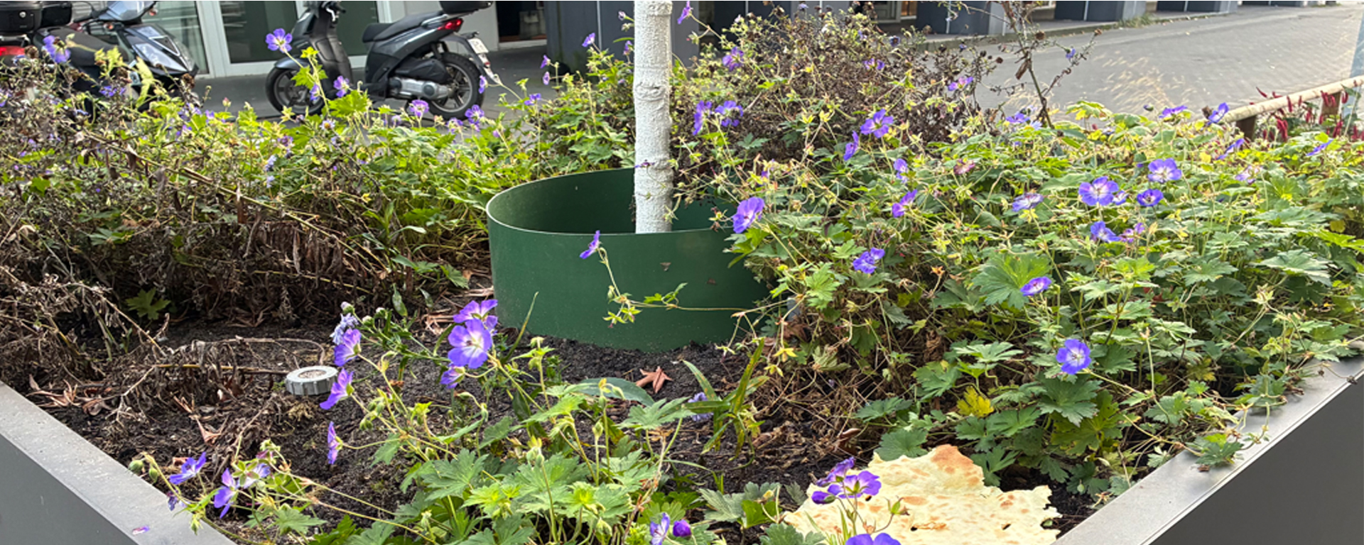 Ratten in der Bochumer City